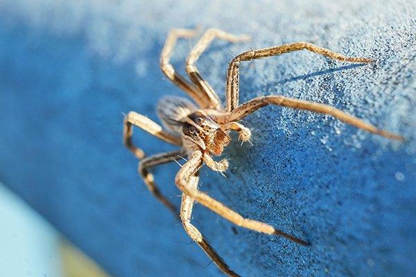 up close image of a wolf spider crawling on a balcony