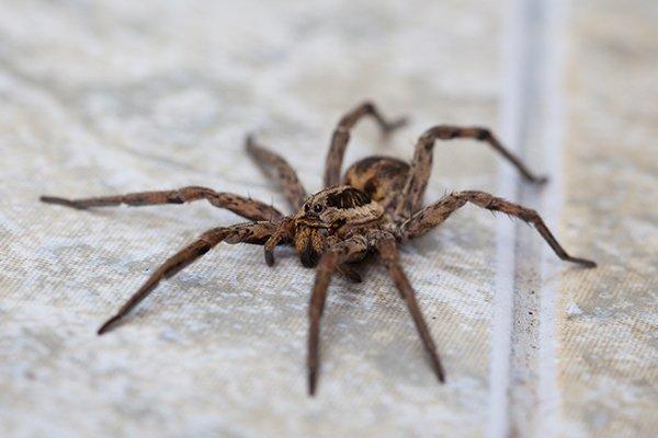 a wolf spider inside a houston home