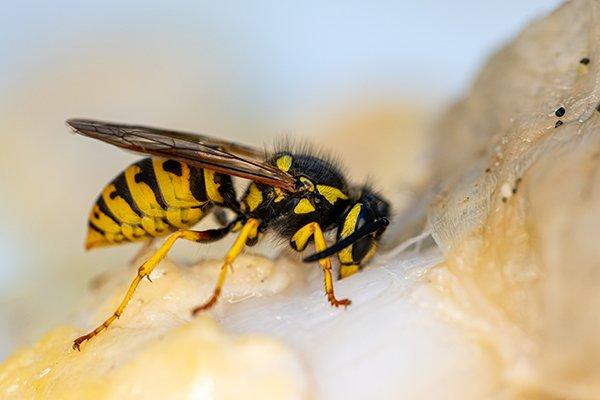 Yellow jacket nest creates buzz