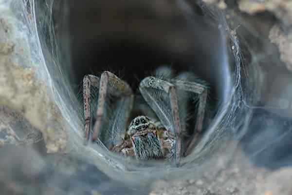 ground spider in a hole