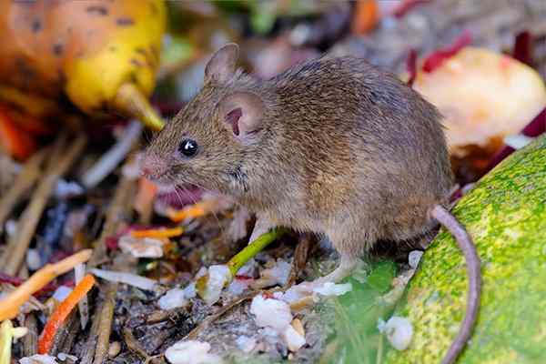 house mouse eating food scraps
