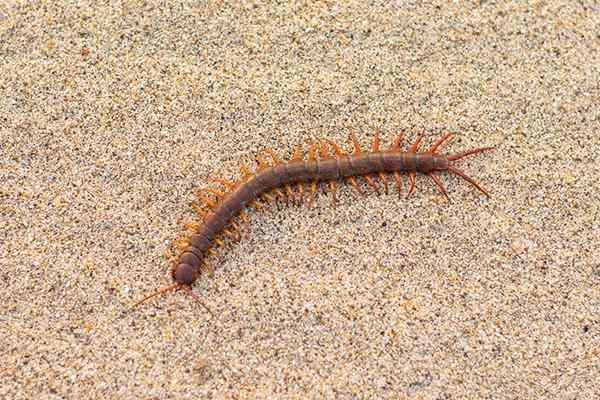 a centipede in sand