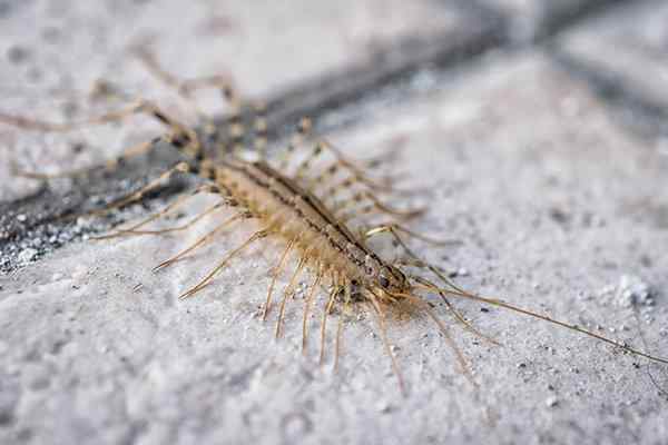 a house centipede on a tile floor