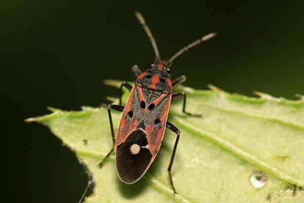 chinch bug on a leaf in texas