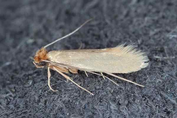 Webbing Clothes Moths  Pest Information & Prevention Tips