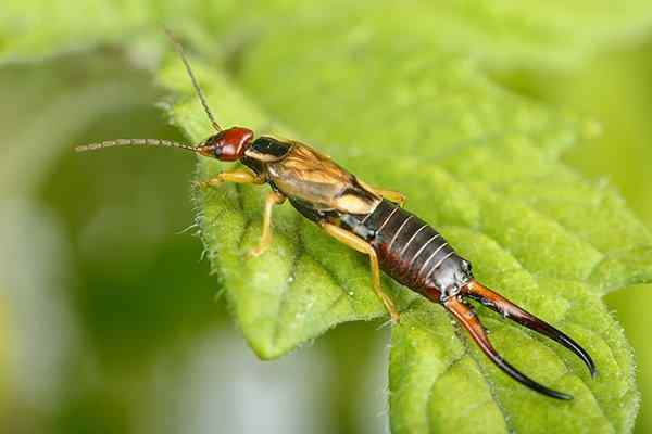 Brown earwig outlet