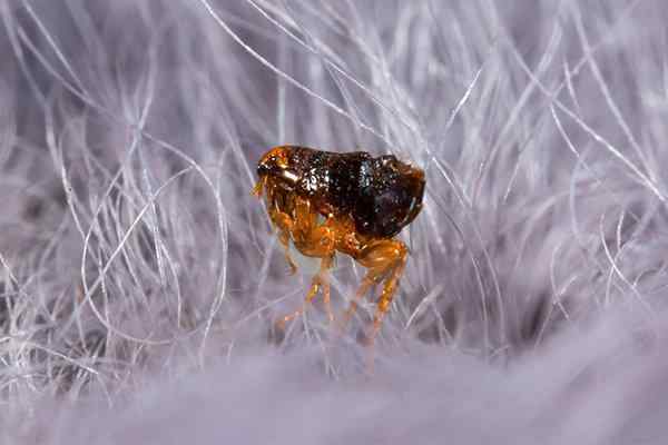 Flea Identification And Control Guide From Modern Pest Control