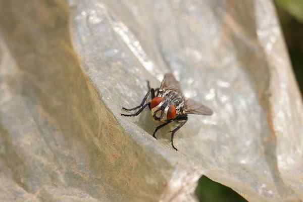 Fruit Fly Identification And Control Guide