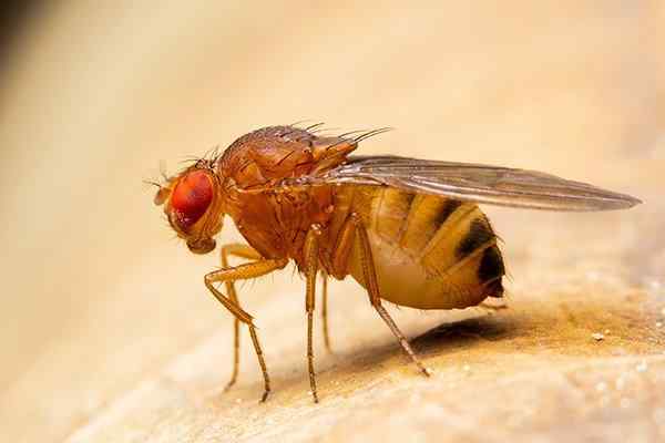 Next-generation cameras inspired by fruit flies and moths