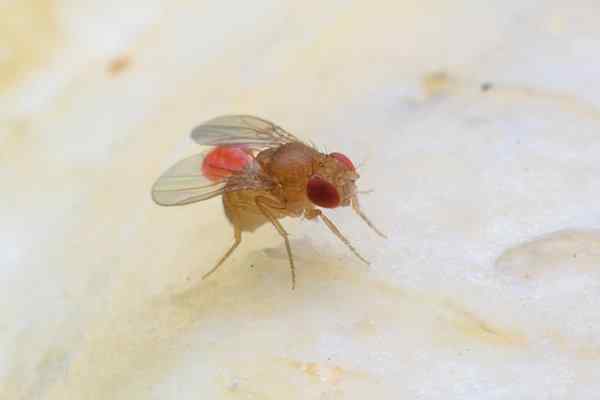 fruit fly in the kitchen