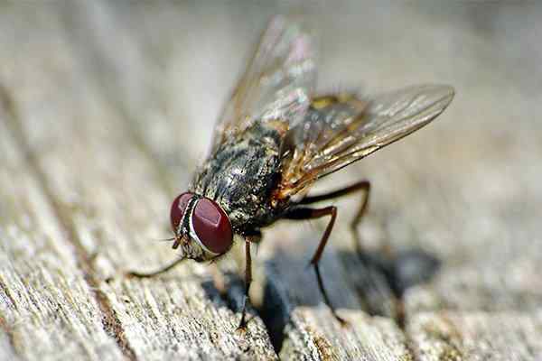 types of house flies