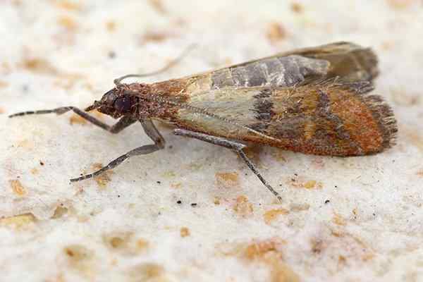 Pantry Moth (Indian Meal Moth): Identification, Life Cycle, Facts & Pictures