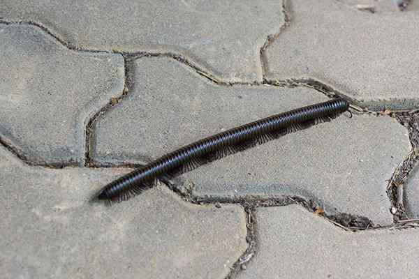 millipede on driveway