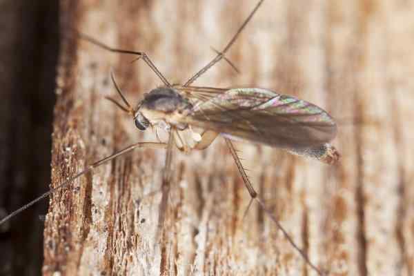 phorid flies in texas