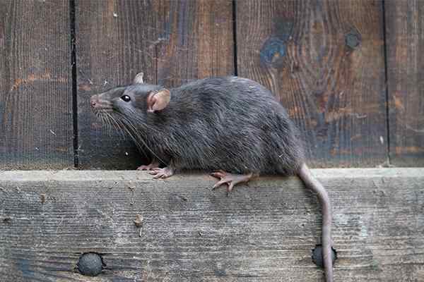 a rat on the side of a fence