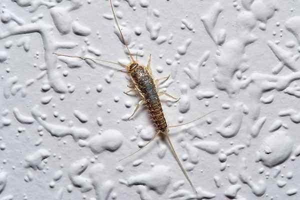 silverfish found in home