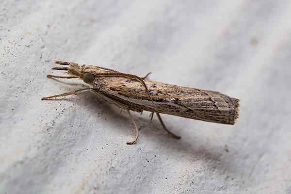 How to Prevent Sod Webworms  