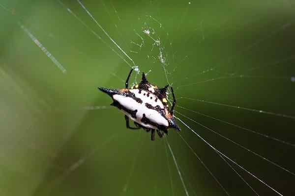 close up of a spinybacked orb weaver spider