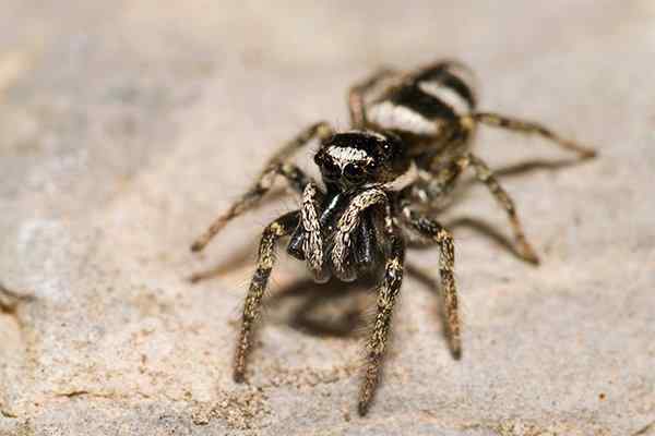 a jumping spider in texas