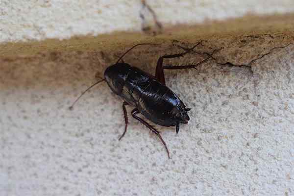 how do german roaches get in your house