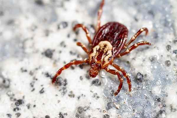 which ticks are dangerous to dogs