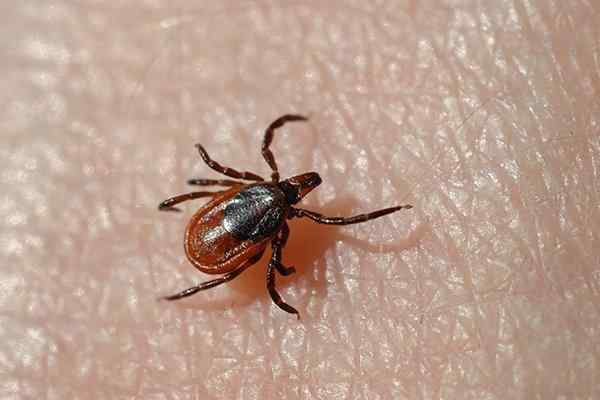 ticks crawling on a person