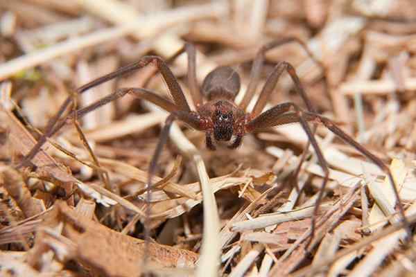 6 Common Types of Spiders In Texas - Identification and Prevention!