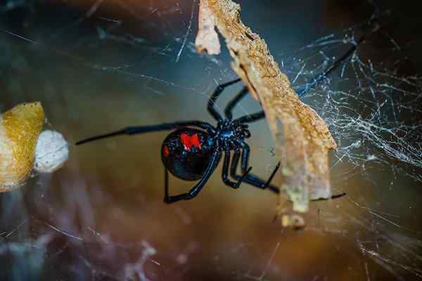 a black widow spider hanging in web