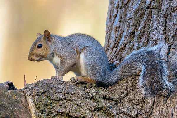 squirrel sitting on a tree branch