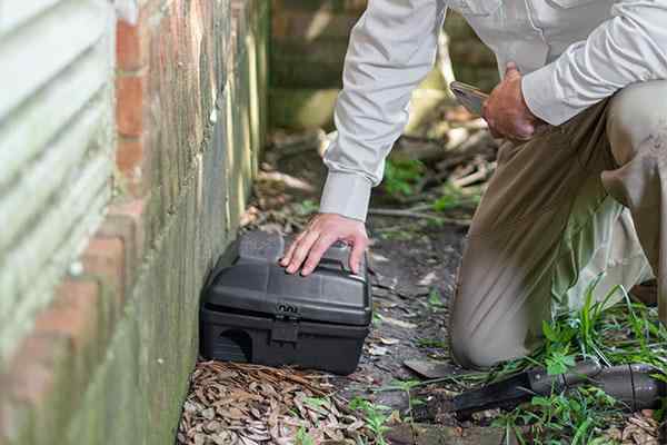 a technician evaluating a rodent station