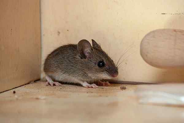 a common house mouse