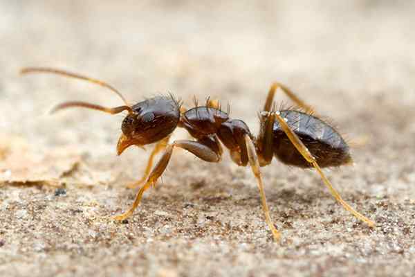 rover ant in texas