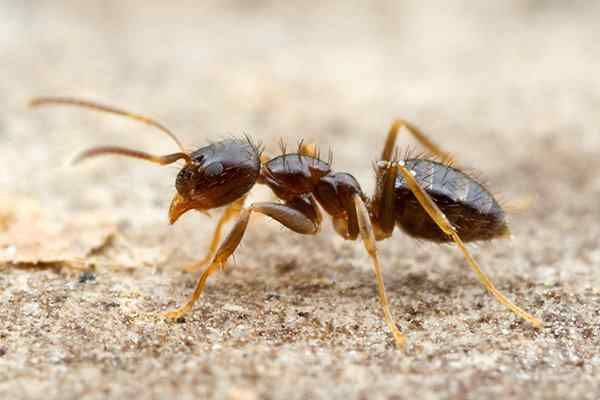 Greater Houston TX Pest Control Experts