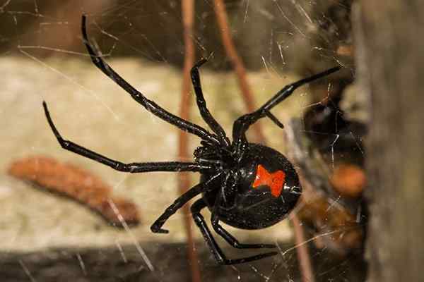 black widow hanging from its web