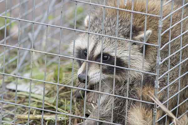 raccoon in a humane wildlife trap