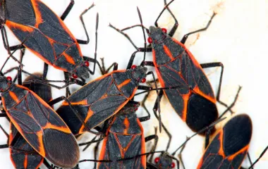 Miche Pest Control provides exterminating services for boxelder bugs in Washington DC, Maryland & Northern Virginia