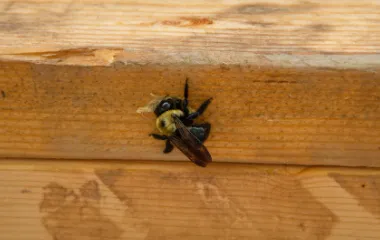 Miche Pest Control provides extermination services for carpenter bees in Washington DC, Maryland & Northern Virginia Miche Pest Control provides extermination services for carpenter bees in Washington DC, Maryland & Northern Virginia