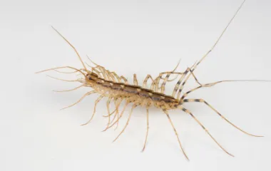 Miche Pest Control gets rid of centipedes in Washington DC, Maryland & Northern Virginia