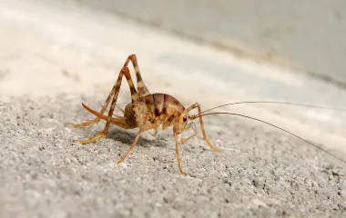 Miche Pest Control treats cricket infestations in Washington DC, Maryland & Northern Virginia Miche Pest Control treats cricket infestations in Washington DC, Maryland & Northern Virginia