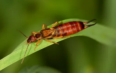Miche Pest Control provides treatments for earwigs in Washington DC, Maryland & Northern Virginia