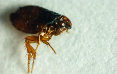 Miche Pest Control sprays for fleas in Washington DC, Maryland & Northern Virginia