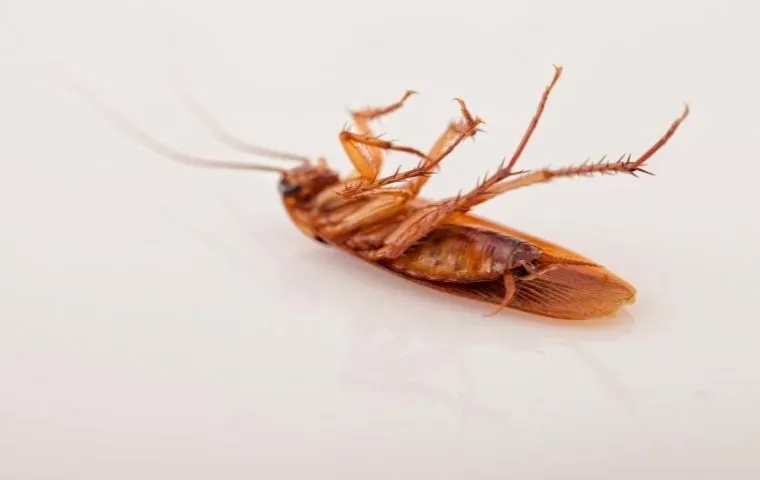 a dead German Cockroach laying on its back
