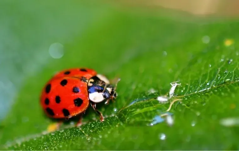 a red ladybug on a green plant leaf