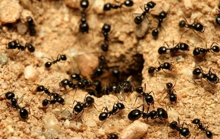 Little Black Ants outside a house in Baltimore MD
