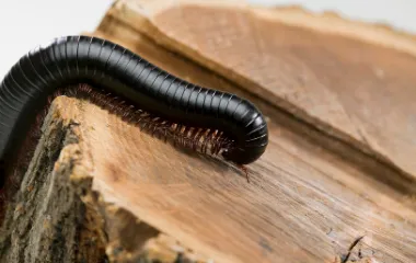 Miche Pest Control provides pest control services for millipedes in Washington DC, Maryland & Northern Virginia
