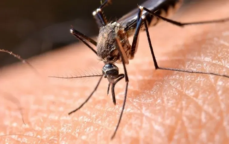 Miche Pest Control provides mosquito control services and more in Baltimore MD Mosquito Control In Baltimore MD