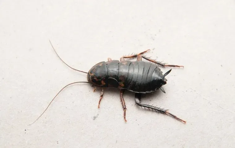 an oriental cockroach crawling on a kitchen floor in fairfax virginia