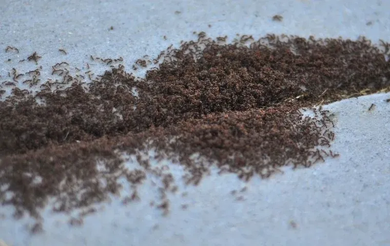 pavement ants inside a home in Washington DC
