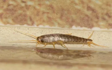 Miche Pest Control provides extermination services for silverfish in Washington DC, Maryland & Northern Virginia