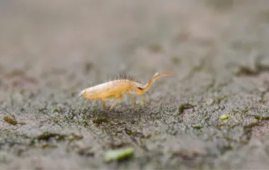 Miche Pest Control gets rid of springtails in Washington DC, Maryland & Northern Virginia